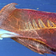 Illustration for article titled The Blanket Octopus, One Of The Most Alien Animals To Swim The Earth
